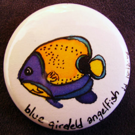 Badge Blue girled Angelfish