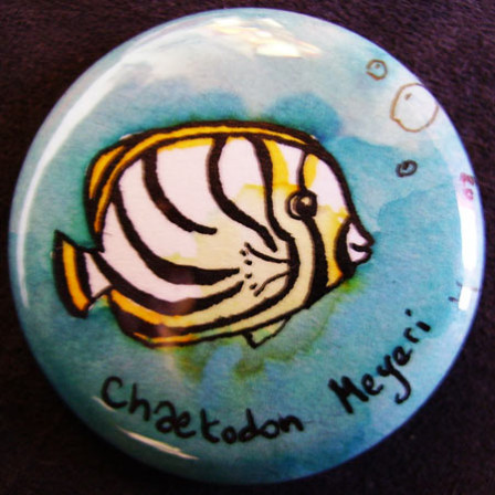 Badge Chaetodon Meyeri