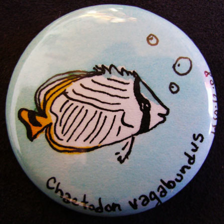 Badge Chaetodon Vagabundus