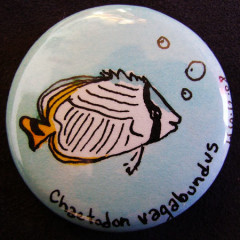 Badge Chaetodon Vagabundus